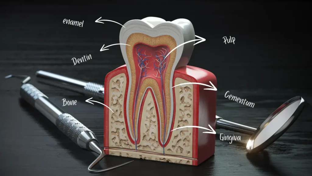 Tooth Layers Explained